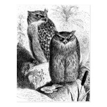 Indian Fishing Owls Vintage Wood Engraving postcards