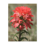 Indian Paintbrush Flower Postcard