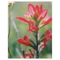 Indian Paintbrush Flyer