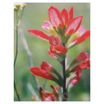 Indian Paintbrush flyers