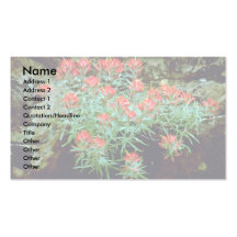 Indian Paintbrush in Zion National Park, Utah Business Cards