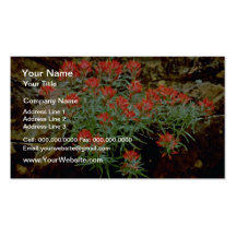 Indian Paintbrush in Zion National Park, Utah Red Business Card Template