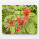 Indian Paintbrush Mouse Mats