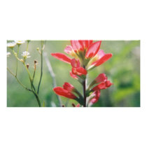 Indian Paintbrush Personalized Photo Card