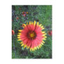 Indian Paintbrush