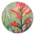 Indian Paintbrush stickers