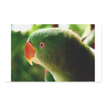 Indian Parrot Rectangle Stickers