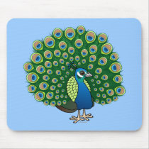 Indian Peafowl