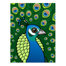 Indian Peafowl Post Cards