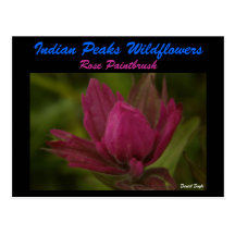 Indian Peaks Wildflower Post Cards