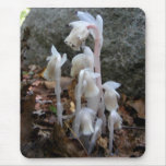 Indian Pipe 27 ~ mousepad
