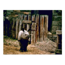 Indian Rhino Post Card