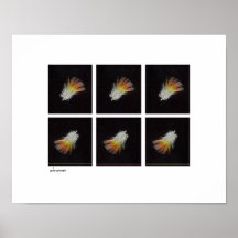 Indian Rickneck Parakeet feathers Print