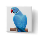 Indian Ringneck Parakeet Pin buttons
