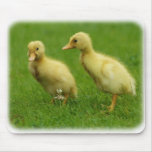 Indian Runner Duckling 9W027D-043 mousepads