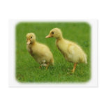 Indian Runner Duckling 9W027D-043 postcards