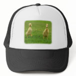 Indian Runner Ducklings 9W029D-020 hats