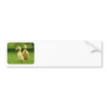 Indian Runner Ducklings 9W029D-024 bumper stickers