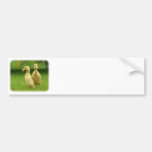 Indian Runner Ducklings 9W029D-024 Bumper Sticker