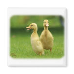 Indian Runner Ducklings 9W029D-024 magnets
