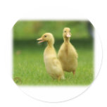 Indian Runner Ducklings 9W029D-024 stickers