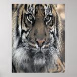Indian Tiger Poster