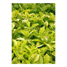 Indian variety of tea custom invitations