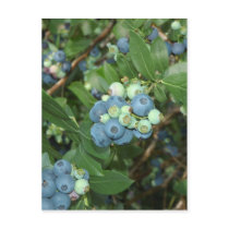 Indiana Blueberries Post Cards
