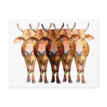 India's cow postcards