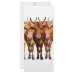 India's cow rack cards
