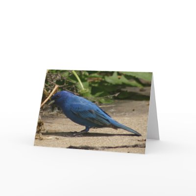 Indigo Bunting Bird Greeting Cards by amwesley