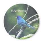Indigo Bunting magnets