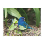 indigo bunting postcards