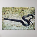 Indigo Snake posters