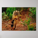 Individual Effects Animals 6 posters