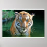 Indochinese Tiger Poster