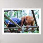 Indonesian Rain Forest Handyman posters