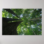 Indonesian rainforest posters