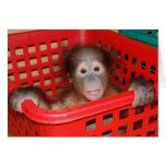 Infant Orangutan in Nursery cards