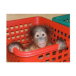 Infant Orangutan in Nursery postcards
