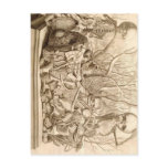 Infant Scavengers postcards