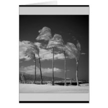 Infrared Palms Greeting Card