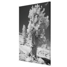 Infrared photo in East side of Yosemite National Gallery Wrap Canvas