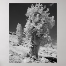 Infrared photo in East side of Yosemite National Posters