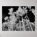 Infrared Poplar Tree Forest Poster posters