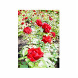 Ingrid Bergman Roses photo sculptures