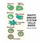 Innate Immune System Cells Inside t-shirts