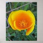 "Inner Beauty", Poppy posters