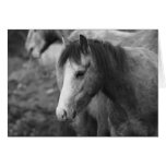 Innocence by CatMac Greeting Card