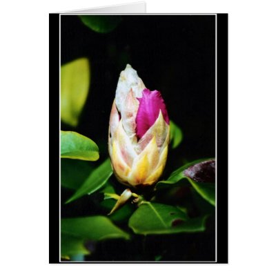 Innocence_by_shokara Cards by Shokara